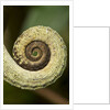 Parsons Chameleon Tail, Madagascar by Anonymous