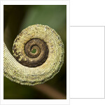 Parsons Chameleon Tail, Madagascar by Anonymous