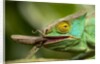 Parsons Chameleon Eating Grasshopper, Madagascar by Anonymous