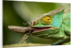 Parsons Chameleon Eating Grasshopper, Madagascar by Anonymous