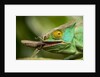 Parsons Chameleon Eating Grasshopper, Madagascar by Anonymous