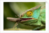 Parsons Chameleon Eating Grasshopper, Madagascar by Anonymous