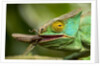 Parsons Chameleon Eating Grasshopper, Madagascar by Anonymous