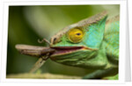 Parsons Chameleon Eating Grasshopper, Madagascar by Anonymous
