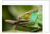 Parsons Chameleon Eating Grasshopper, Madagascar by Anonymous