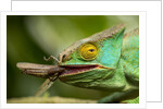 Parsons Chameleon Eating Grasshopper, Madagascar by Anonymous