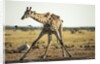 Drinking Giraffe, Nxai Pan National Park, Botswana by Anonymous