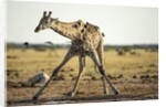 Drinking Giraffe, Nxai Pan National Park, Botswana by Anonymous