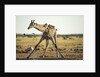Drinking Giraffe, Nxai Pan National Park, Botswana by Anonymous