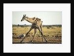 Drinking Giraffe, Nxai Pan National Park, Botswana by Anonymous