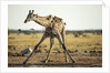 Drinking Giraffe, Nxai Pan National Park, Botswana by Anonymous