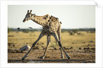 Drinking Giraffe, Nxai Pan National Park, Botswana by Anonymous