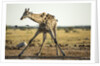 Drinking Giraffe, Nxai Pan National Park, Botswana by Anonymous