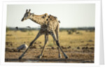 Drinking Giraffe, Nxai Pan National Park, Botswana by Anonymous