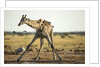 Drinking Giraffe, Nxai Pan National Park, Botswana by Anonymous