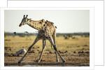 Drinking Giraffe, Nxai Pan National Park, Botswana by Anonymous