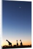 Giraffe, Makgadikgadi Pans National Park, Botswana by Anonymous