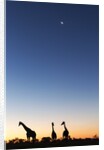 Giraffe, Makgadikgadi Pans National Park, Botswana by Anonymous