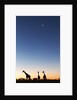Giraffe, Makgadikgadi Pans National Park, Botswana by Anonymous