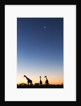 Giraffe, Makgadikgadi Pans National Park, Botswana by Anonymous