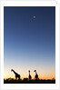 Giraffe, Makgadikgadi Pans National Park, Botswana by Anonymous