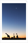 Giraffe, Makgadikgadi Pans National Park, Botswana by Anonymous