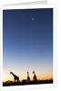 Giraffe, Makgadikgadi Pans National Park, Botswana by Anonymous