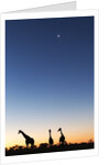 Giraffe, Makgadikgadi Pans National Park, Botswana by Anonymous