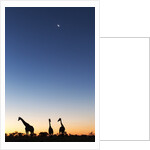 Giraffe, Makgadikgadi Pans National Park, Botswana by Anonymous