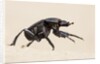 Dung Beetle, Nxai Pan National Park, Botswana by Anonymous