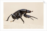 Dung Beetle, Nxai Pan National Park, Botswana by Anonymous