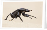 Dung Beetle, Nxai Pan National Park, Botswana by Anonymous