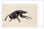 Dung Beetle, Nxai Pan National Park, Botswana by Anonymous