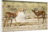 Impala, Nxai Pan National Park, Botswana by Anonymous
