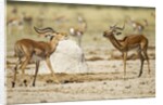 Impala, Nxai Pan National Park, Botswana by Anonymous