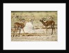 Impala, Nxai Pan National Park, Botswana by Anonymous