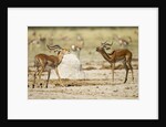 Impala, Nxai Pan National Park, Botswana by Anonymous