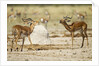 Impala, Nxai Pan National Park, Botswana by Anonymous