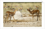 Impala, Nxai Pan National Park, Botswana by Anonymous