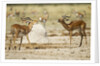 Impala, Nxai Pan National Park, Botswana by Anonymous