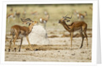 Impala, Nxai Pan National Park, Botswana by Anonymous
