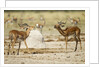 Impala, Nxai Pan National Park, Botswana by Anonymous