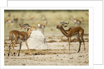 Impala, Nxai Pan National Park, Botswana by Anonymous