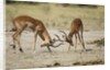 Impala, Nxai Pan National Park, Botswana by Anonymous