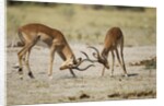 Impala, Nxai Pan National Park, Botswana by Anonymous