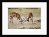 Impala, Nxai Pan National Park, Botswana by Anonymous