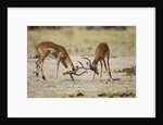 Impala, Nxai Pan National Park, Botswana by Anonymous