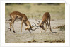 Impala, Nxai Pan National Park, Botswana by Anonymous