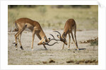 Impala, Nxai Pan National Park, Botswana by Anonymous