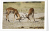 Impala, Nxai Pan National Park, Botswana by Anonymous